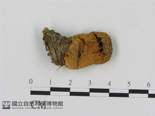 登錄號:F0004426藏品圖，第1張
