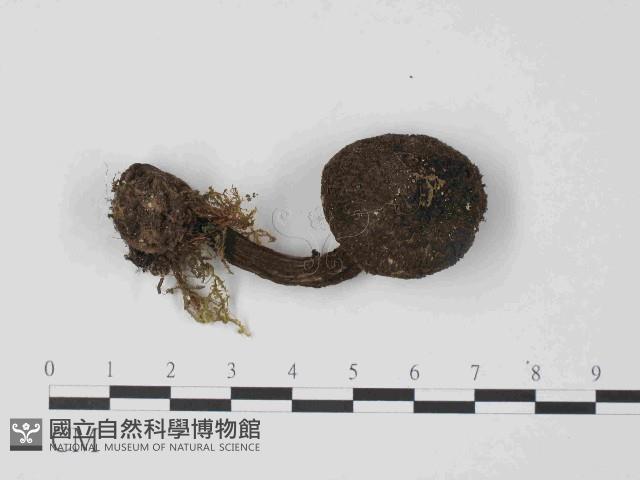 登錄號:F0014426藏品圖，第1張