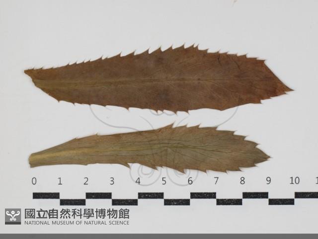 登錄號:F0034426藏品圖，第1張