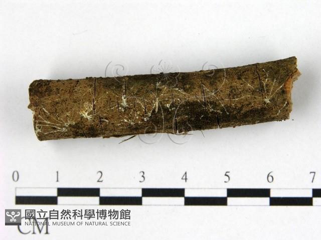 登錄號:F0022426藏品圖，第1張