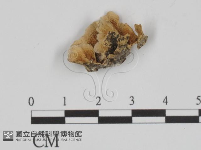 附毛菌屬藏品圖，第1張