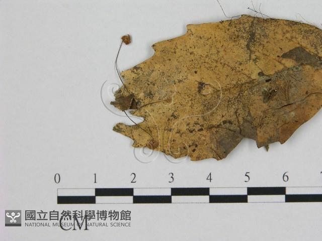 登錄號:F0012426藏品圖，第1張