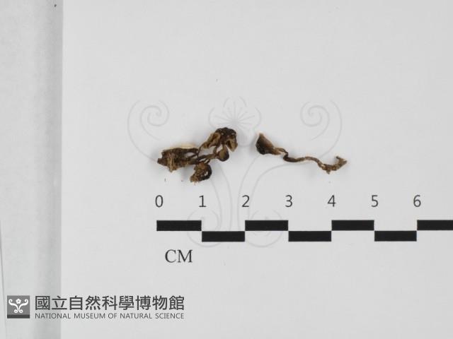 登錄號:F0032426藏品圖，第1張