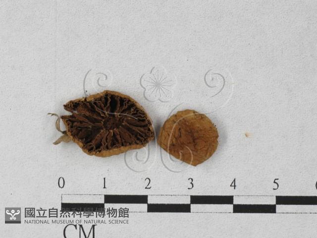 登錄號:F0027426藏品圖，第1張