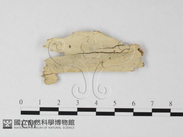 登錄號:F0025426藏品圖，第1張