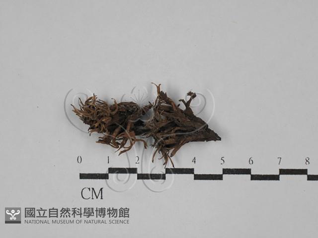 革菌屬藏品圖，第1張