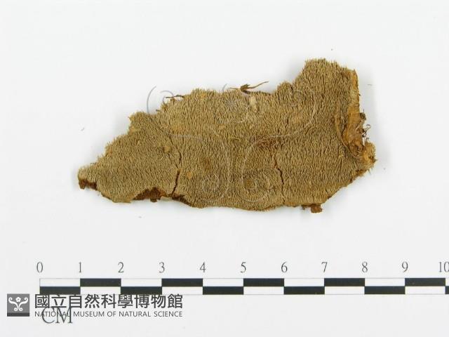 登錄號:F0009426藏品圖，第1張