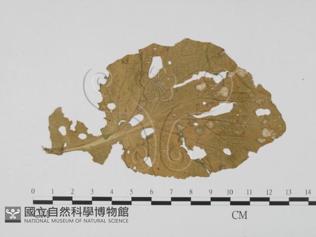 登錄號:F0019426藏品圖，第1張