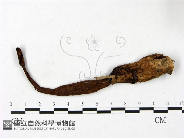 登錄號:F0023426藏品圖，第1張