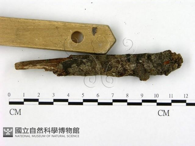 登錄號:F0003426藏品圖，第1張