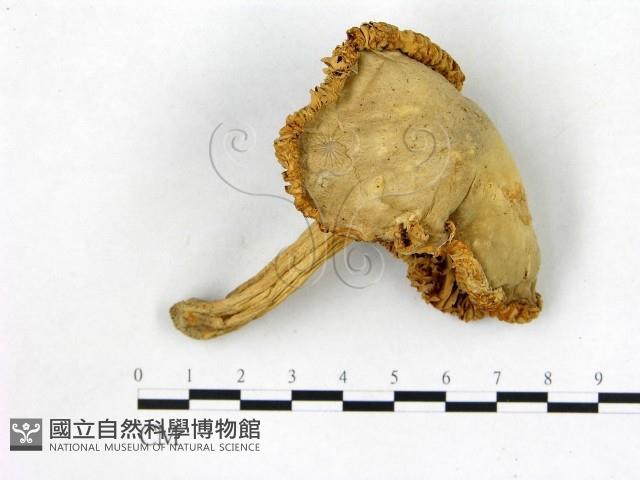 登錄號:F0013426藏品圖，第1張