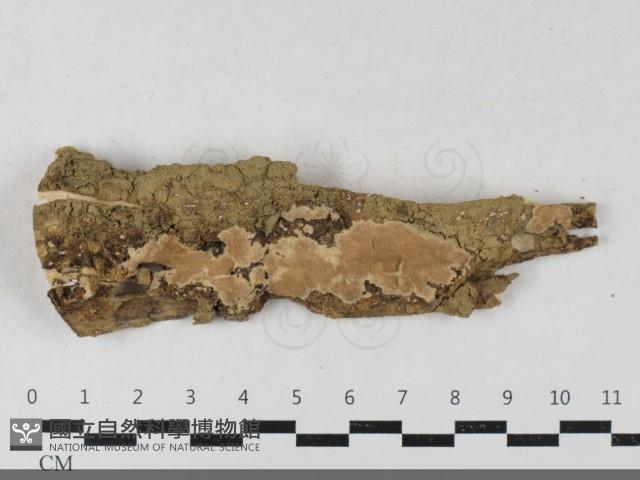 登錄號:F0033426藏品圖，第1張