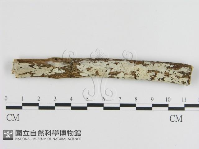 刺皮菌屬藏品圖，第1張