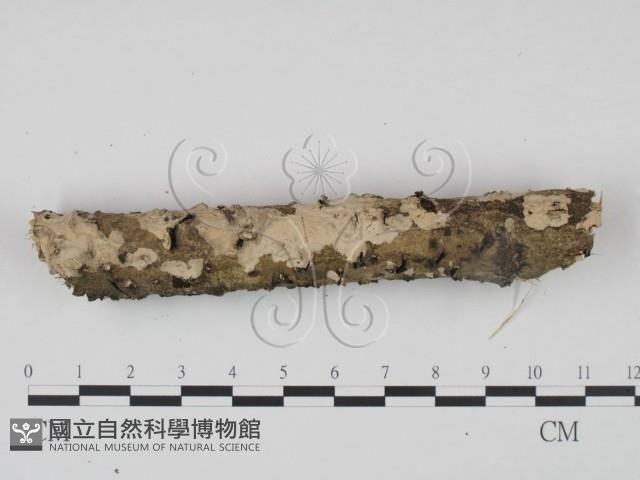 登錄號:F0018726藏品圖，第1張