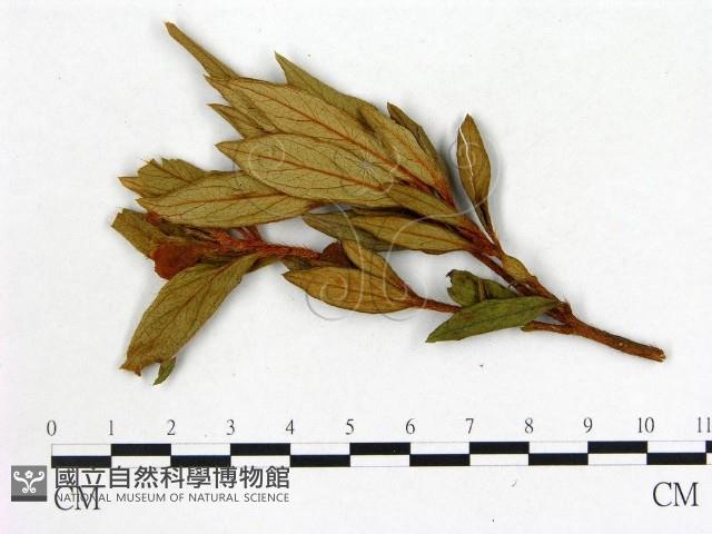 登錄號:F0020726藏品圖，第1張