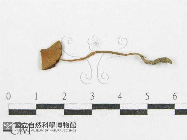 登錄號:F0010726藏品圖，第1張