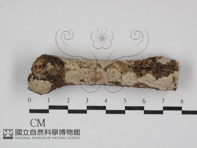 刺皮菌屬藏品圖，第1張