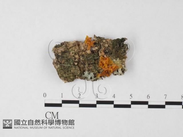 登錄號:F0026726藏品圖，第1張