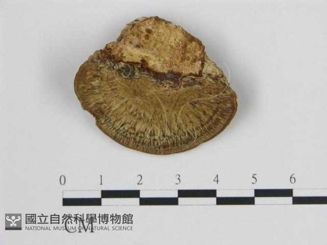 登錄號:F0006726藏品圖，第1張