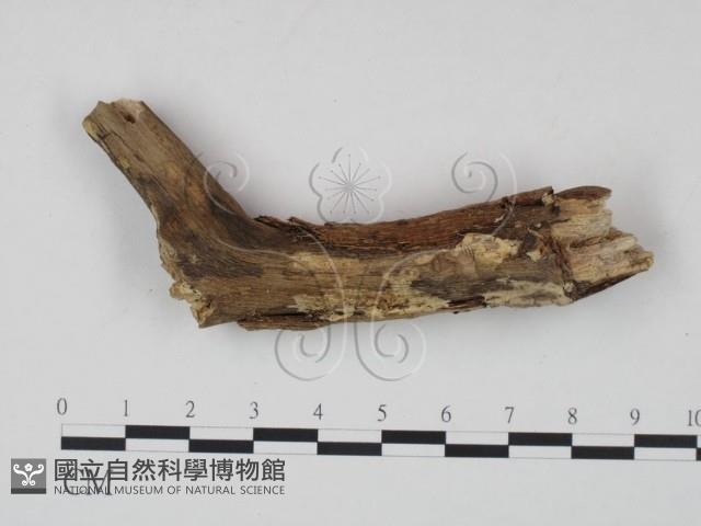 登錄號:F0021726藏品圖，第1張