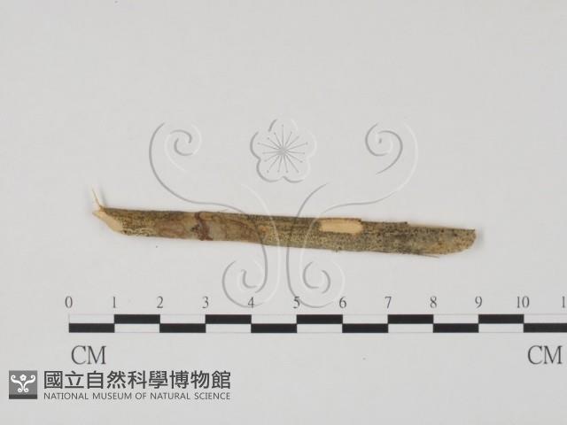 登錄號:F0011726藏品圖，第1張
