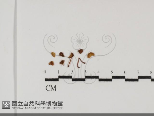 登錄號:F0031726藏品圖，第1張