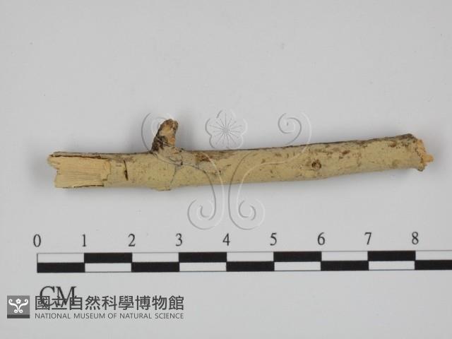登錄號:F0024726藏品圖，第1張