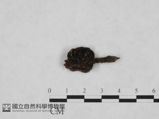 登錄號:F0004726藏品圖，第1張