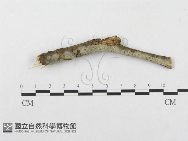 登錄號:F0014726藏品圖，第1張