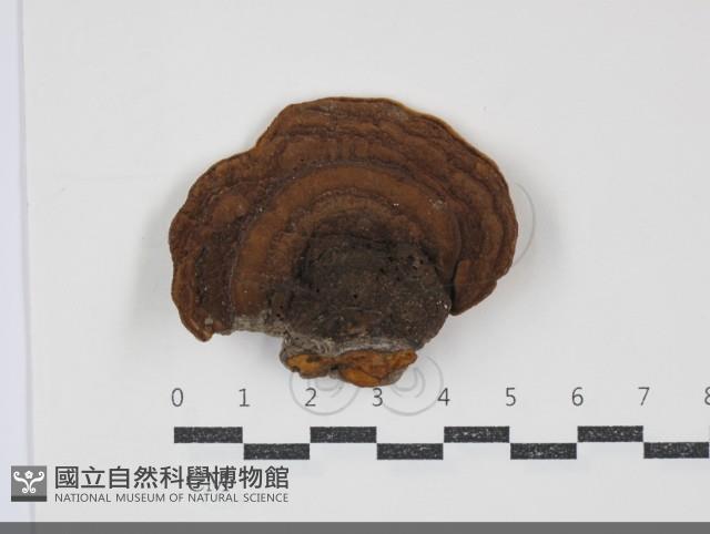 登錄號:F0034726藏品圖，第1張