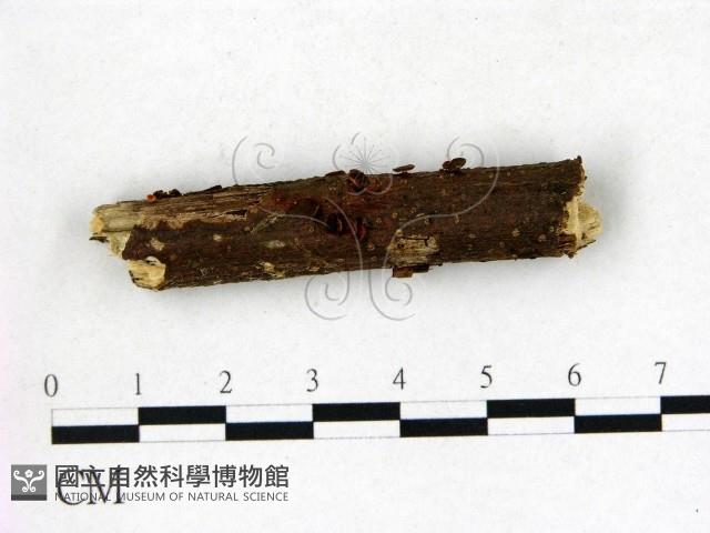 登錄號:F0022726藏品圖，第1張