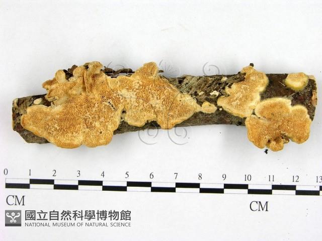 登錄號:F0002726藏品圖，第1張