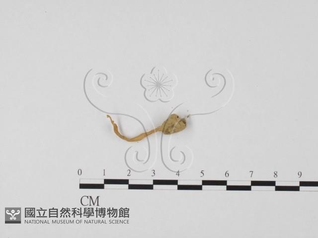 登錄號:F0012726藏品圖，第1張
