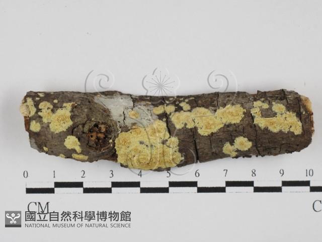 登錄號:F0027726藏品圖，第1張
