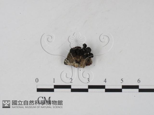 登錄號:F0007726藏品圖，第1張