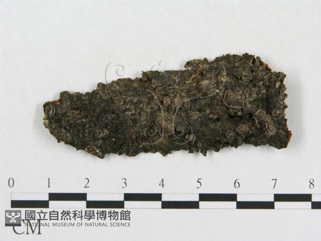 登錄號:F0017726藏品圖，第1張