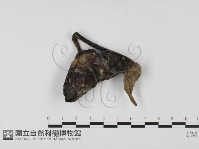 登錄號:F0025726藏品圖，第1張