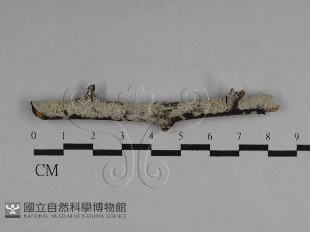 絲皮菌屬藏品圖，第1張