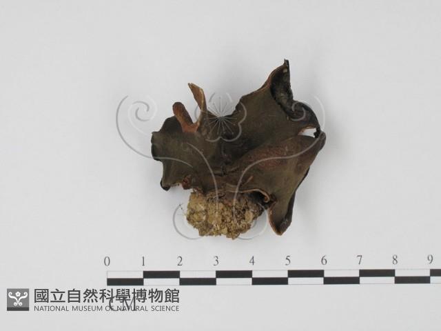 登錄號:F0019726藏品圖，第1張