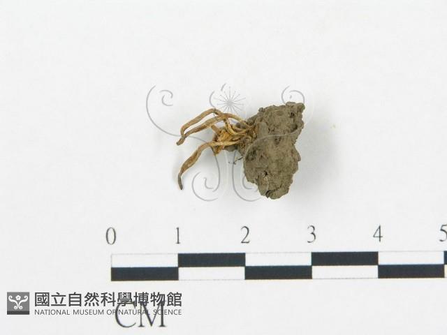 登錄號:F0003726藏品圖，第1張