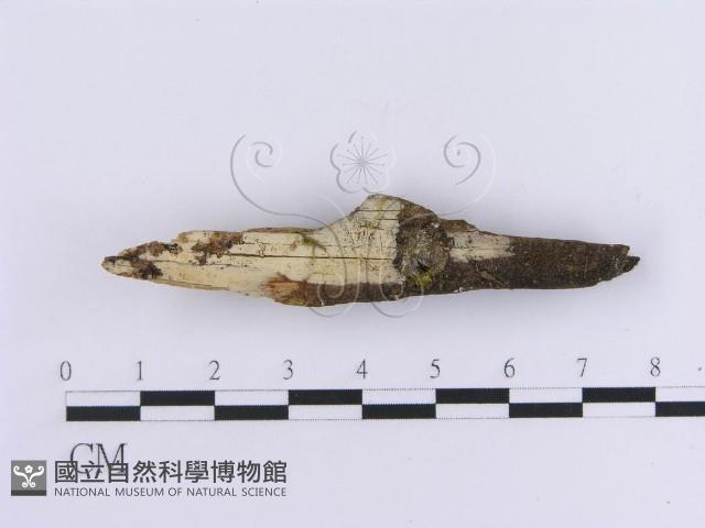 登錄號:F0013726藏品圖，第1張