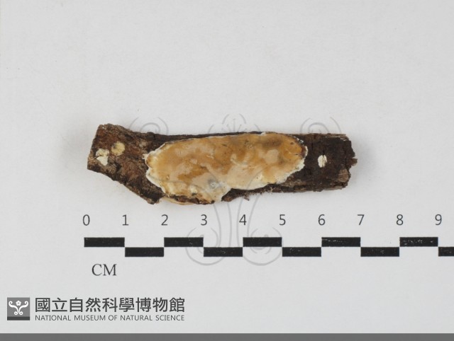 骨皮菌屬藏品圖，第1張