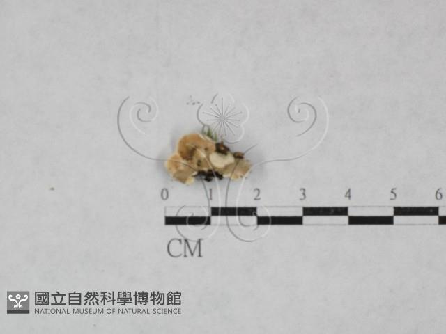 齒耳菌屬藏品圖，第1張