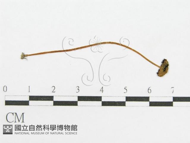 登錄號:F0008526藏品圖，第1張