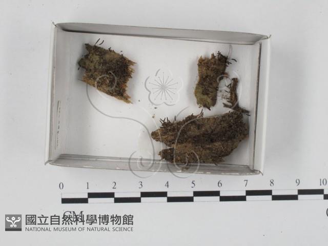 登錄號:F0018526藏品圖，第1張