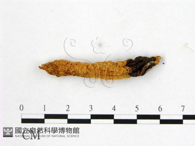 登錄號:F0020526藏品圖，第1張