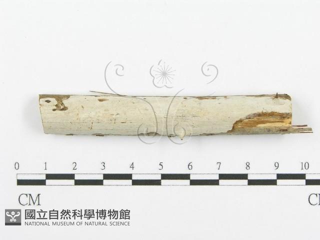 登錄號:F0000526藏品圖，第1張