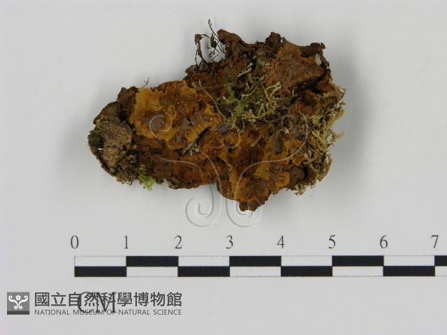 刺革菌屬藏品圖，第1張