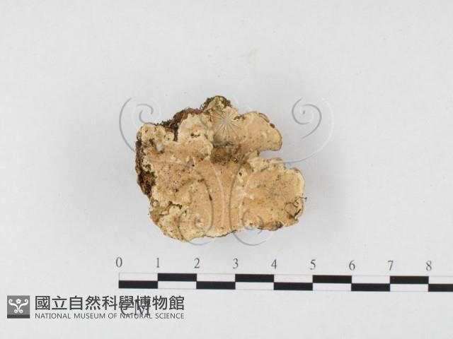 硬孔菌屬藏品圖，第1張
