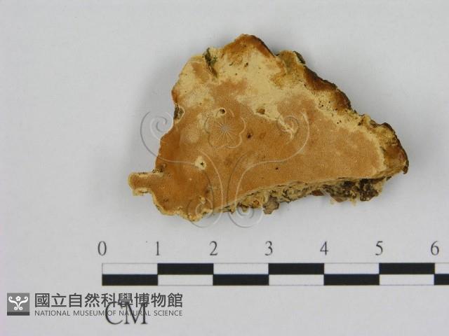 登錄號:F0006526藏品圖，第1張